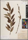 Foto von Salix caprea L. x Salix viminalis L.